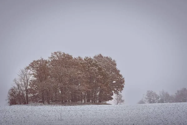 后面是一片白雪覆盖的田野和一丛树 — 图库照片