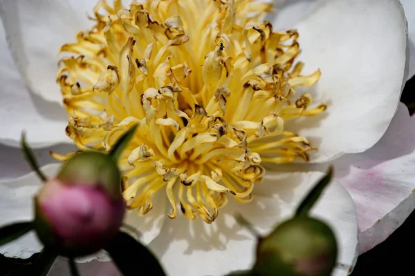Makro Ujęcie Chińskiej Piwonii Paeonia Lactiflora Dorastającej Ogrodzie — Zdjęcie stockowe