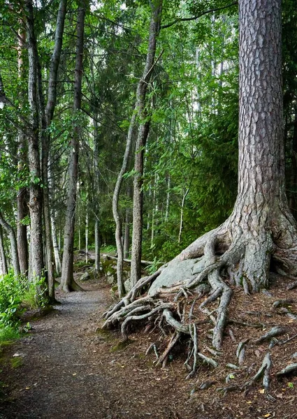 Tiro Vertical Caminho Não Pavimentado Entre Árvores Floresta Verde — Fotografia de Stock