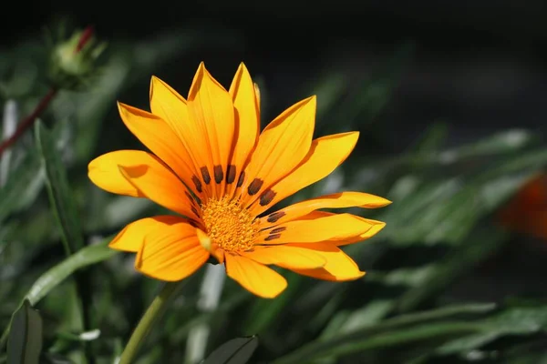 Closeup Yellow Treasure Flower Gazania Rigens Growing Green Garden — Stock Photo, Image