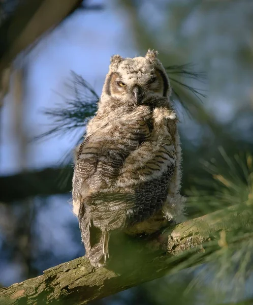 Vertical Shot Great Horned Owl Sitting Tree Limb — Stock Photo, Image