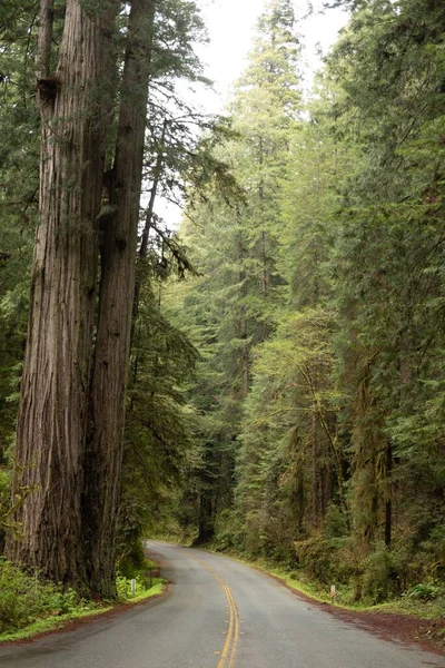 美国加州红杉国家公园和州立公园的一条柏油路被茂密的绿树环绕着 — 图库照片
