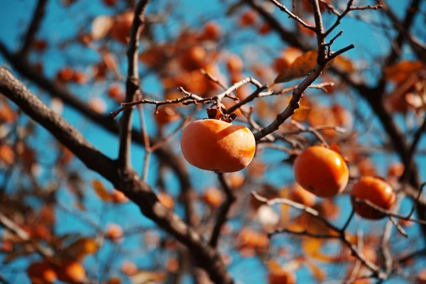 Tiro Close Frutas Crescimento Uma Árvore — Fotografia de Stock