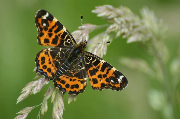 Naturalne Zbliżenie Kolorowe Pomarańczowe Wiosenne Wersje Mapy Motyla Araschnia Levana — Zdjęcie stockowe