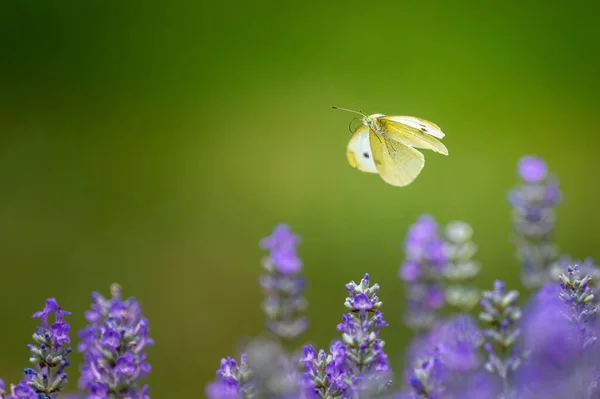 Egy Csinos Pillangó Közelsége Repül Levendulamezőn — Stock Fotó