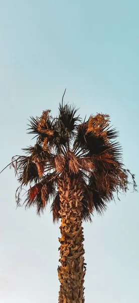 Plan Angle Bas Palmier Sur Fond Ciel Bleu — Photo