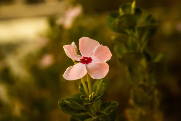 Eine Nahaufnahme Blühender Rosa Catharanthus Isoliert Unscharfen Hintergrund — Stockfoto