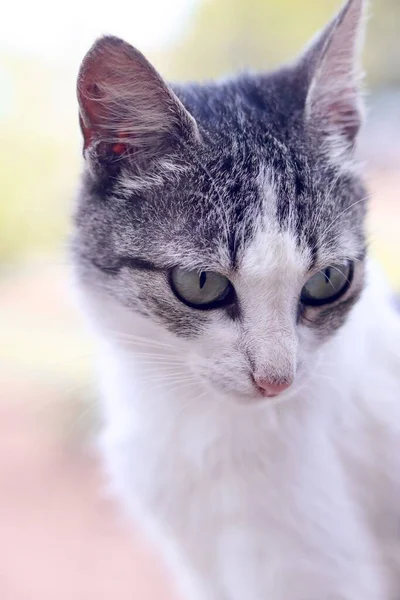 Ett Vertikalt Porträtt Söt Grå Och Vit Katt Poserar För — Stockfoto