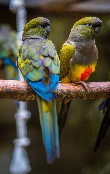 Koloful Papagájok Psittacines Függőleges Képe Egy Homályos Hátterű Ágon — Stock Fotó
