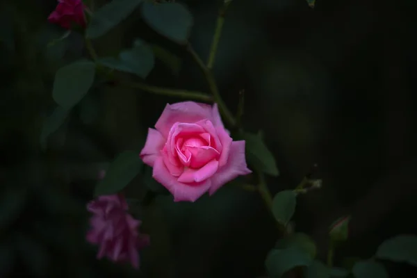 Rózsaszín Rózsa Virág Közelsége Kertben — Stock Fotó
