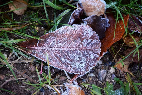 얼어붙은 잎들은 동안푸른 에둘러 — 스톡 사진