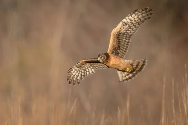 Closeup Shot Northern Harrier Patterned Wings Flying Air Isolated Background — Stock Photo, Image