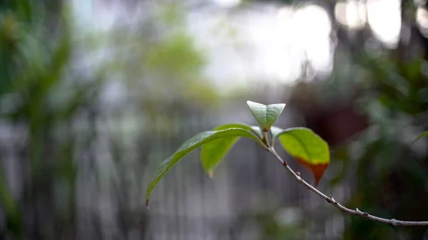 Ένα Επιλεκτικό Πλάνο Εστίασης Του Κλαδιού Πράσινα Φύλλα — Φωτογραφία Αρχείου