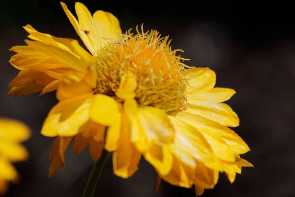 Ένα Κοντινό Πλάνο Του Κίτρινου Gaillardia Λουλούδι Κουβέρτα Που Αναπτύσσεται — Φωτογραφία Αρχείου