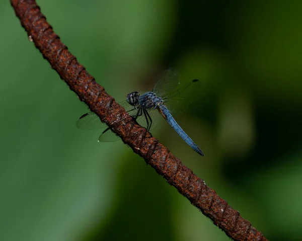 Closeup Blue Dasher Perched Branch Field Blurry Background — Stock Photo, Image