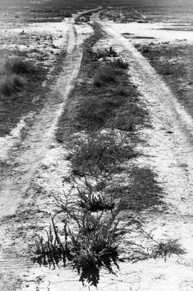 stock image A dusty road on the way to a herd of wild horses. Just me, the road, and the horses.