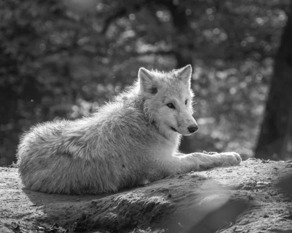 一只北极狼的灰白色鳞片 它坐在一边 在孤立的背景下看着旁边 — 图库照片