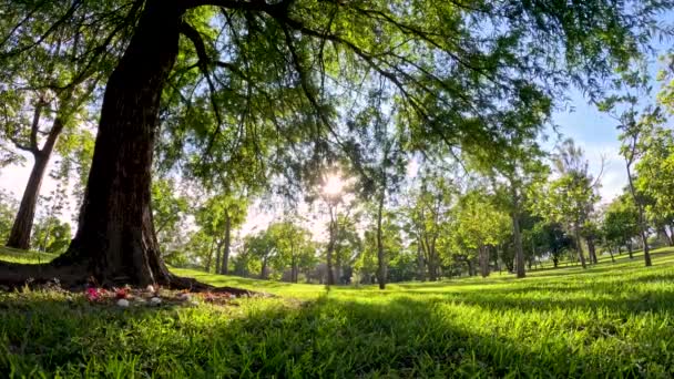 공원에서 아침에서 저녁으로 하루의 감소에 나무와 — 비디오