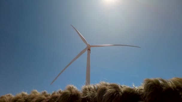 青い空の下で風になびく植物の上の白い風車の低角度の映像 — ストック動画