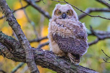 Bir Güney Amerikalı büyük boynuzlu baykuş bir ağaç dalına tünemiş..