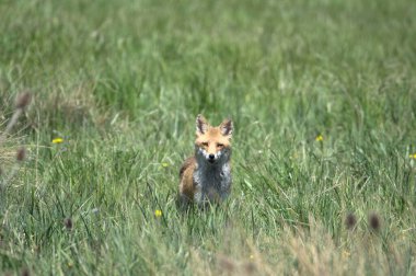 Güneşli bir tarlada, uzun yeşil çimenler ve sarı çiçeklerle çevrili kameraya bakan kurnaz bir tilki.
