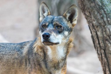 Bir İber Kurdu 'nun (Canis lupus imzası) yakından görüntüsü yana bakıyor.