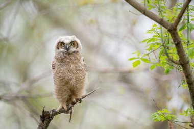 Bulanık arka planda bir ağaç dalında dinlenen Büyük Boynuzlu Baykuş (Bubo virginianus)