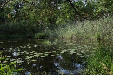 Yüzeyinde su kabukları olan huzurlu bir gölet.