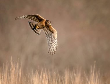 Havada uçuşan kanatlı bir kuzey harrier 'inin yakın çekimi.