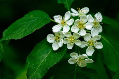 Elma çiçeklerine ve bir daldaki yeşil yapraklara yakın çekim