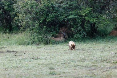 Kenya, Masai Mara 'da yeşil çalıların arasında yürüyen bir aslan yavrusu.