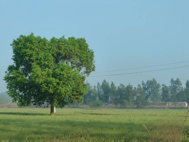 Mavi gökyüzü arkaplanındaki yeşil bir ağacın seçici odak noktası
