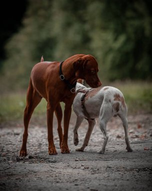 Macar bir legavaya 'nın (Macar vizsla) başka bir köpekle oynadığı dikey bir çekim