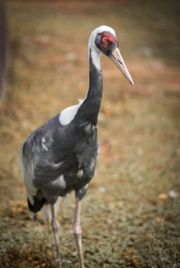 Çimlerin üzerinde beyaz önlüklü vincin dikey bir yan görüntüsü bulanık arkaplan