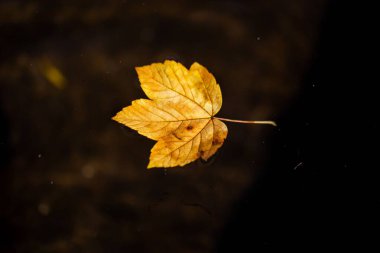 Suya düşen kuru bir yaprağın yakın plan çekimi.