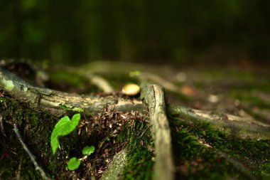 Küçük yeşil yapraklar ve orman zemininde kalın dallar