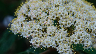 Kapatın, yazın çiçeklerin ve bitkilerin makro fotoğrafları.