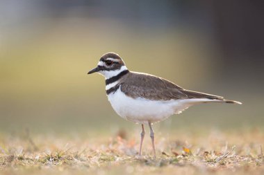 Tarlaya tünemiş bir av geyiğinin yakın çekimi.
