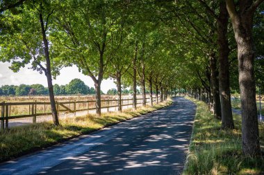 Danimarka 'da ağaçlar arasında bir yol