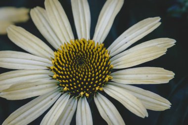 Bahçede beyaz rudbeckia 'nın yakın çekimi.