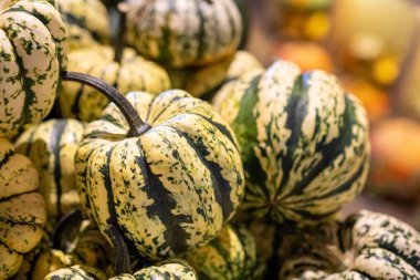 Renkli balkabağı yığınının yakın çekimi - sonbahar hasadı