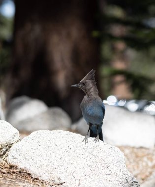 Steller 'in Jay' i Cyanocitta stelleri 'nin dikey yakın çekimi..