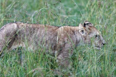 Kenya, Masai Mara 'da çim tarlasında yürüyen sevimli bir aslan yavrusu.