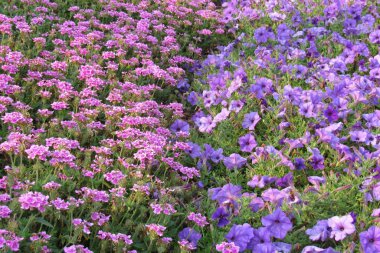 Tarlada açan pembe ve mor çiçeklerin yakın çekimi.