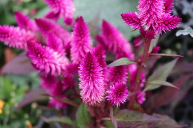 Bahçedeki parlak pembe Celosia çiçeklerinin seçici odağı