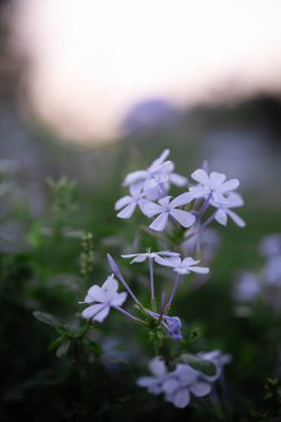 Yeşil alanda filizlenen Plumbago auriculata 'nın dikey makro görüntüsü.