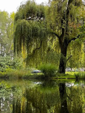 Yaşlı bir söğüt ağacı ve önündeki suyun yüzeyindeki yansıması..