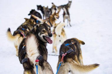 Bir grup Sibiryalı Husky kızak köpeği Juneau, Alaska 'da yoldalar.