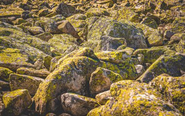 Bavyera Ormanı Ulusal Parkı 'ndaki Lusen zirvesinde liken ile kaplanmış granit bloklar.