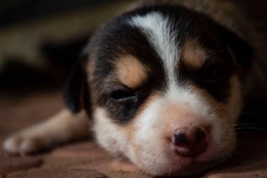 Köpek yavrusu kafasının yakın çekimi.